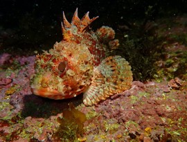 4_Mapeamento da Biodiversidade em Áreas de Interesse Ambiental Métodos, Aplicações e Implicações para a Conservação.JPG