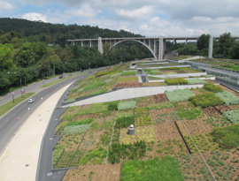 8_Caracterização das espécies de plantas existentes no telhado verde de Alcântara e sua adaptação às características da cob.jpg